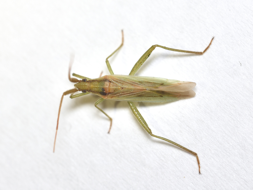 Stenodema
