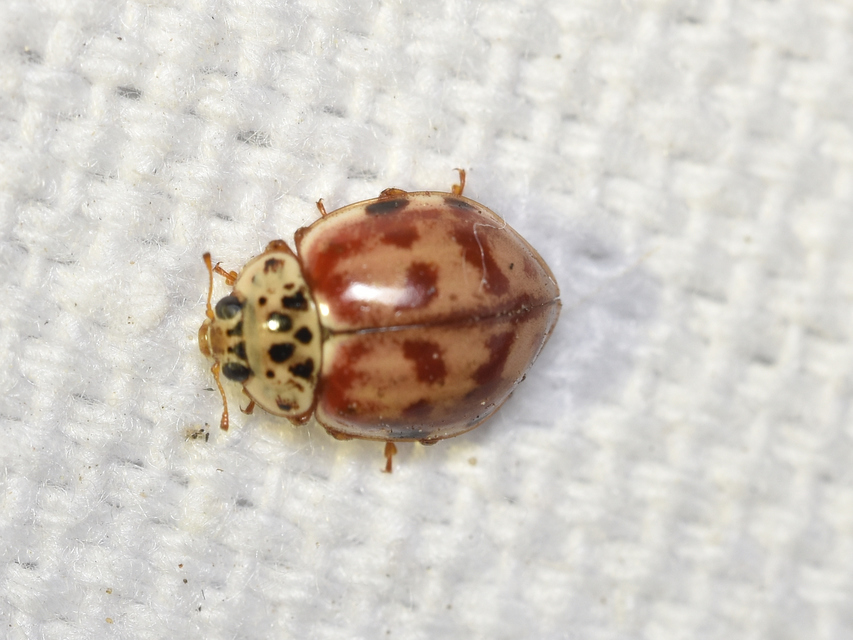 Harmonia quadripunctata - négypettyes katica