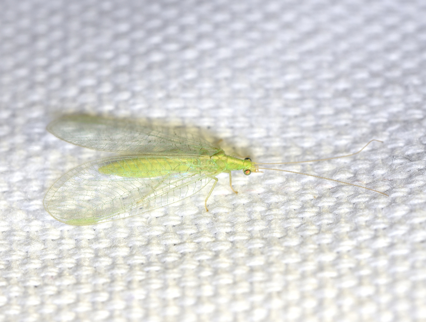 Chrysopidae - zöldfátyolkák