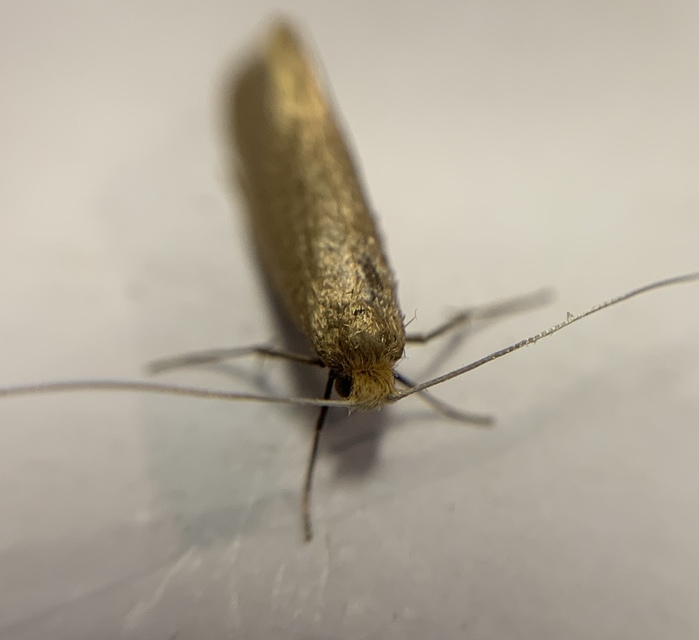 Nematopogon