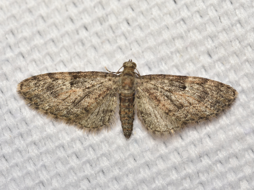Eupithecia dodoneata - tölgy-törpearaszoló