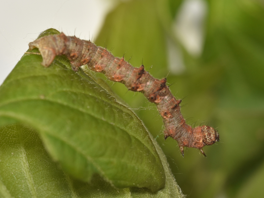 Apocheima pilosaria - zöldes tavasziaraszoló