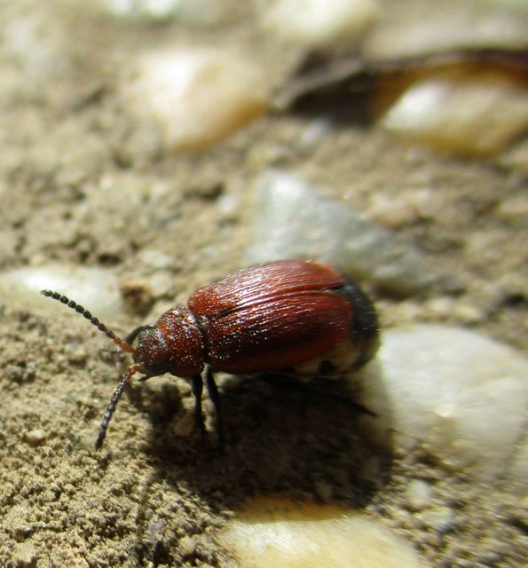 Galeruca rufa - vörös olajosbogár