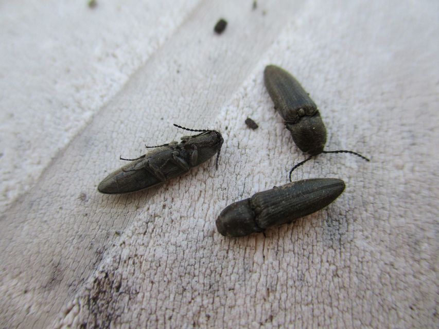 Cidnopus pilosus - szőrös pattanó
