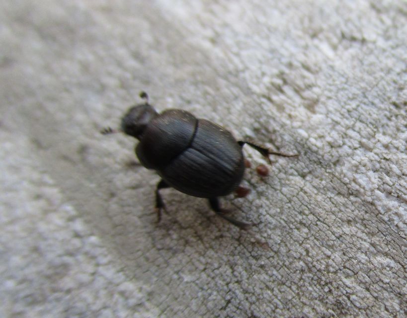 Onthophagus ovatus - apró trágyatúró