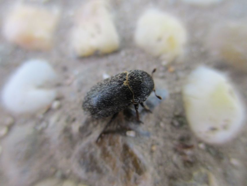 Dermestes laniarius - gyászos porva