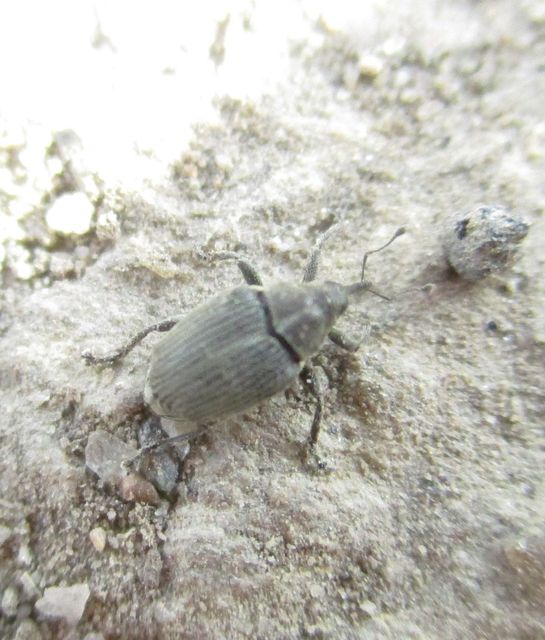 Ceutorhynchus obstrictus - repcebecő-ceutormányos