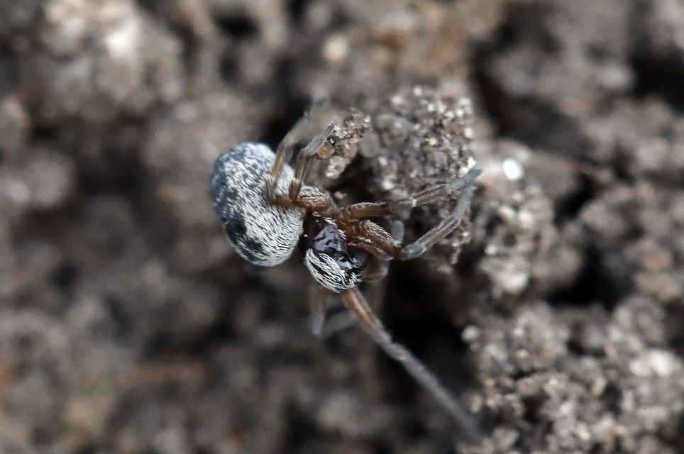 Dictyna arundinacea - nádi hamvaspók