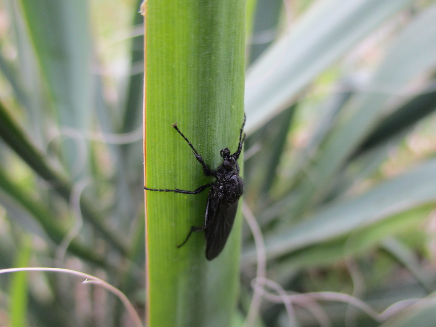 Bibionidae - bársonylegyek