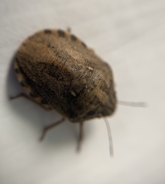 Eurygaster maura - mórpoloska Eurygaster maura - mórpoloska