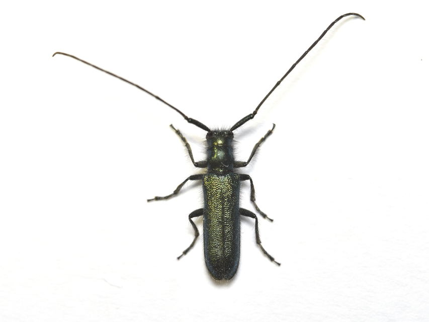Agapanthia violacea - kék somkórócincér