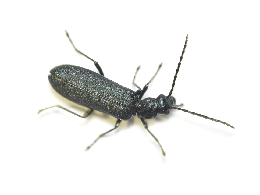 Ischnomera