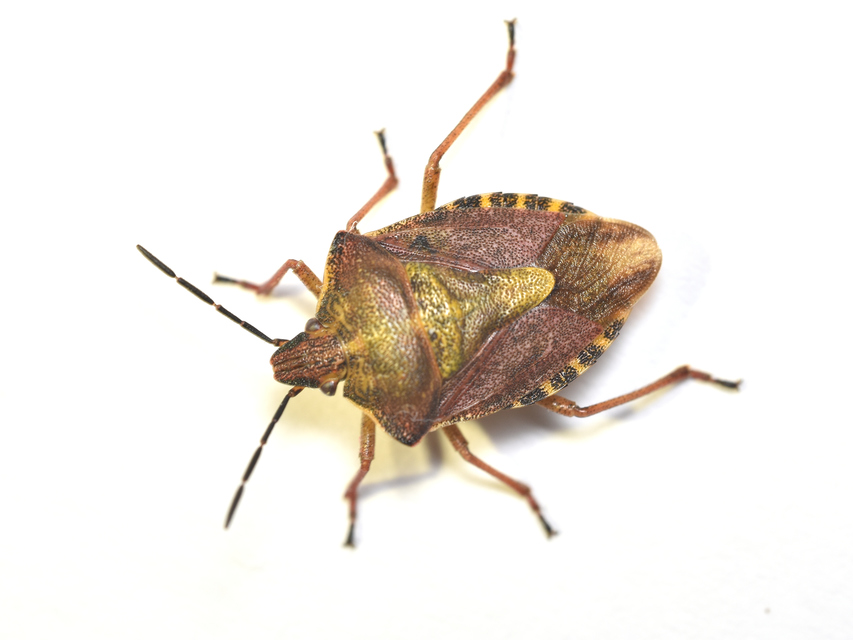 Carpocoris purpureipennis - piros gyümölcspoloska Carpocoris purpureipennis - piros gyümölcspoloska
