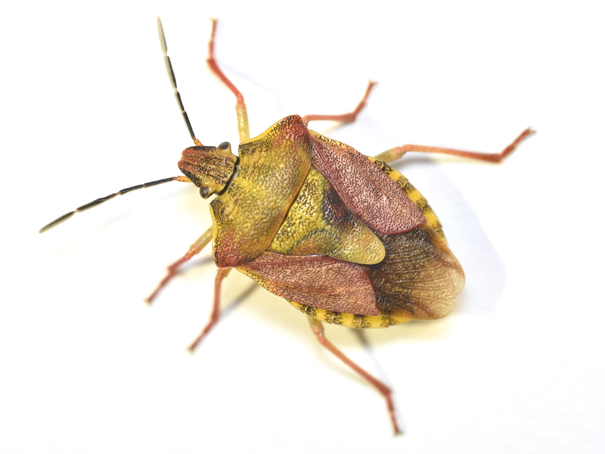 Carpocoris