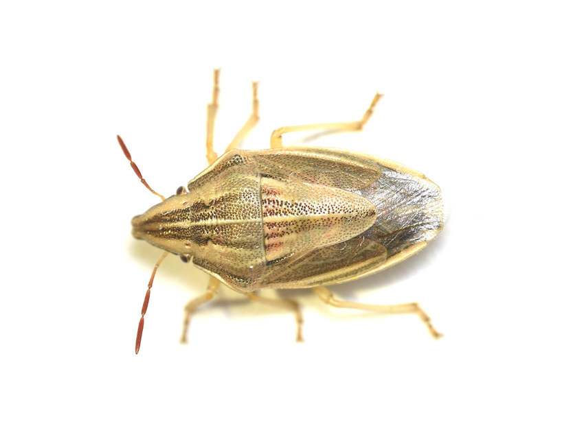 Aelia acuminata - közönséges szipolypoloska Aelia acuminata - közönséges szipolypoloska