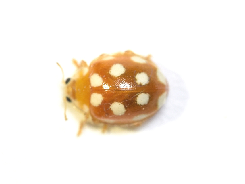 Vibidia duodecimguttata - tizenkétcseppes füsskata