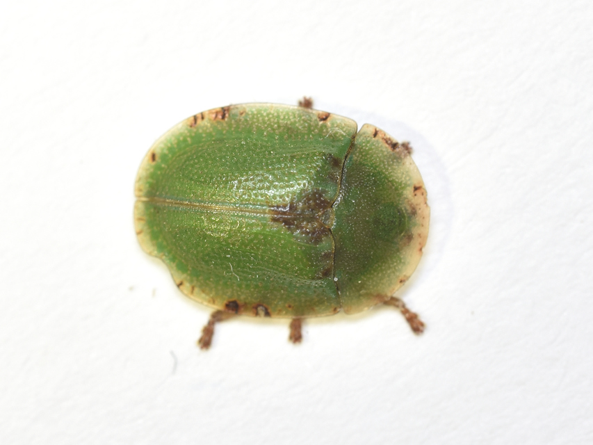 Cassida rubiginosa - lapos pajzsbogár Cassida rubiginosa - lapos pajzsbogár