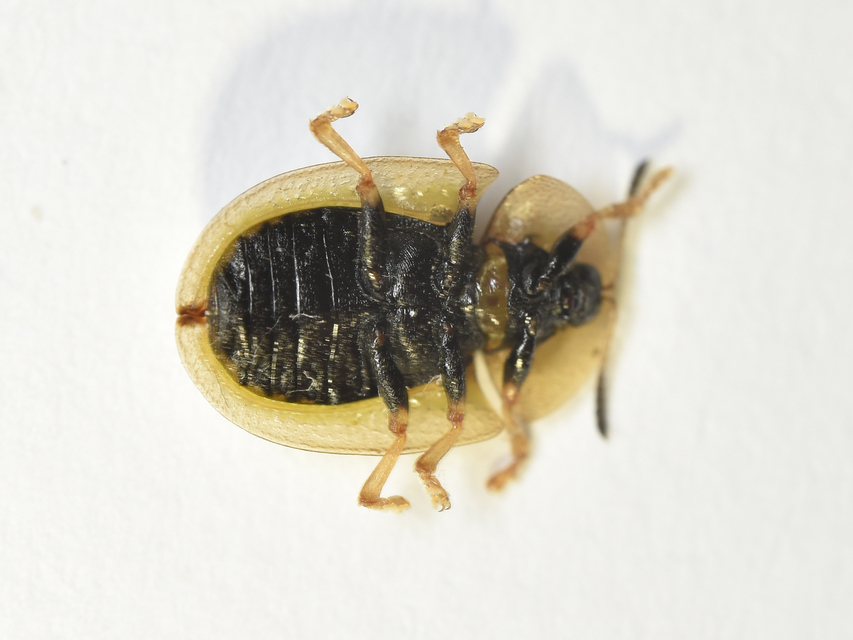 Cassida vibex - szőrös pajzsbogár