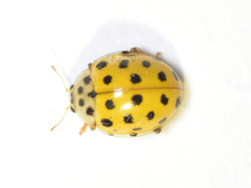 Psyllobora vigintiduopunctata - huszonkétpettyes katica