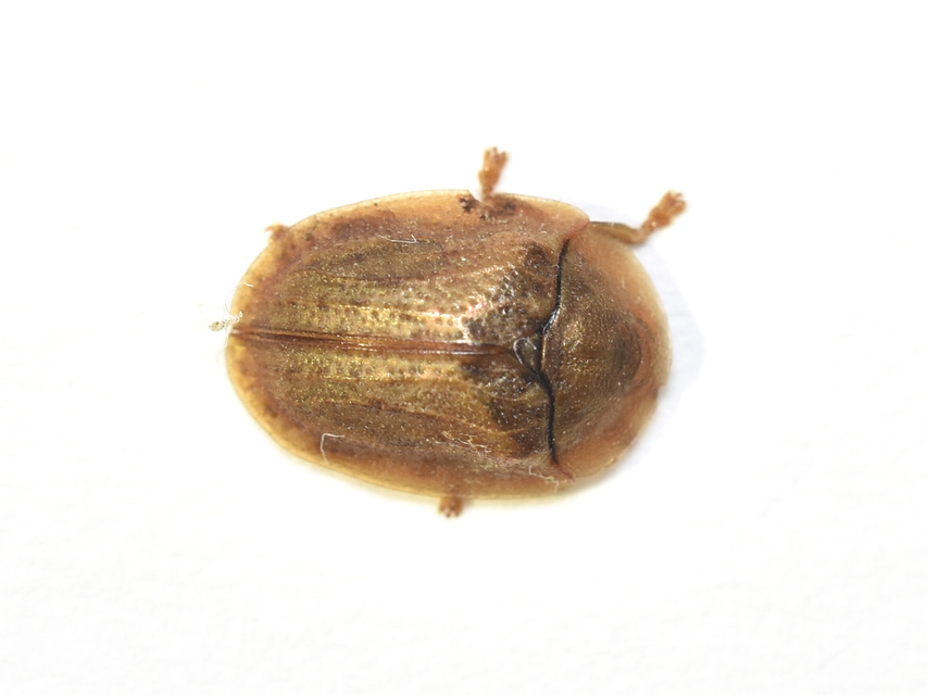 Cassida