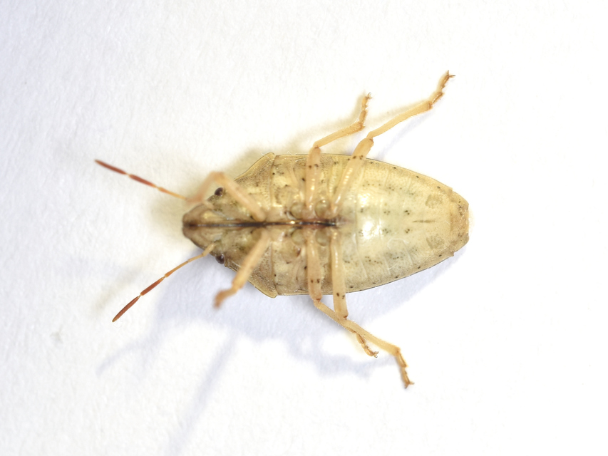 Aelia acuminata - közönséges szipolypoloska Aelia acuminata - közönséges szipolypoloska