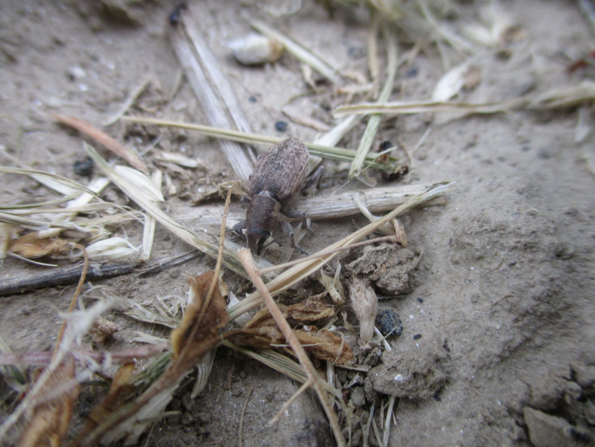 Tanymecus palliatus - közönséges hegyesfarúbarkó