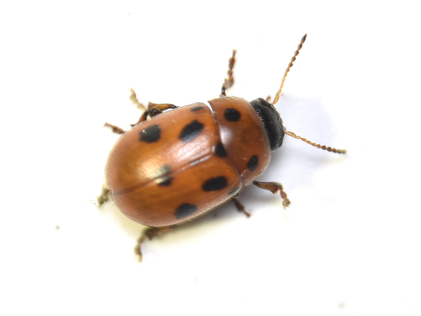 Gonioctena fornicata - közönséges lucernabogár