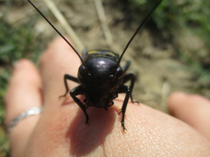Gryllus campestris - mezei tücsök