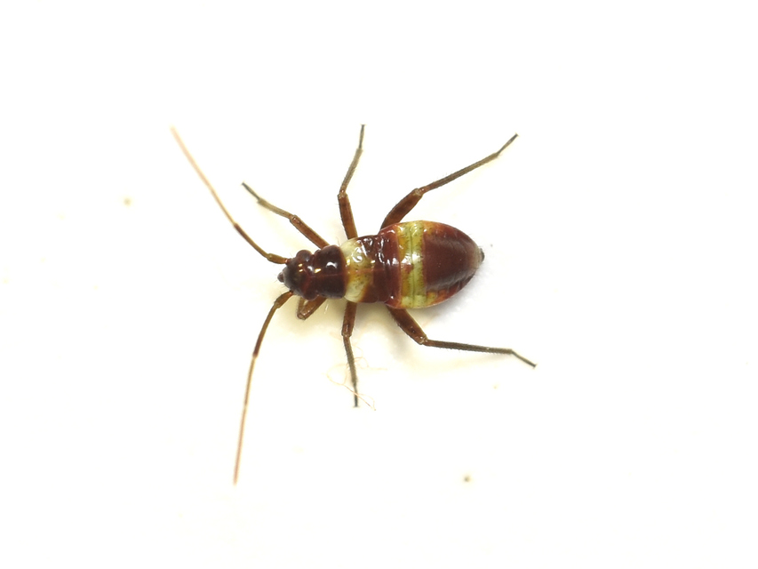Closterotomus fulvomaculatus - komlópoloska