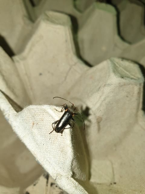 Cortodera humeralis - négyfoltos cserjecincér
