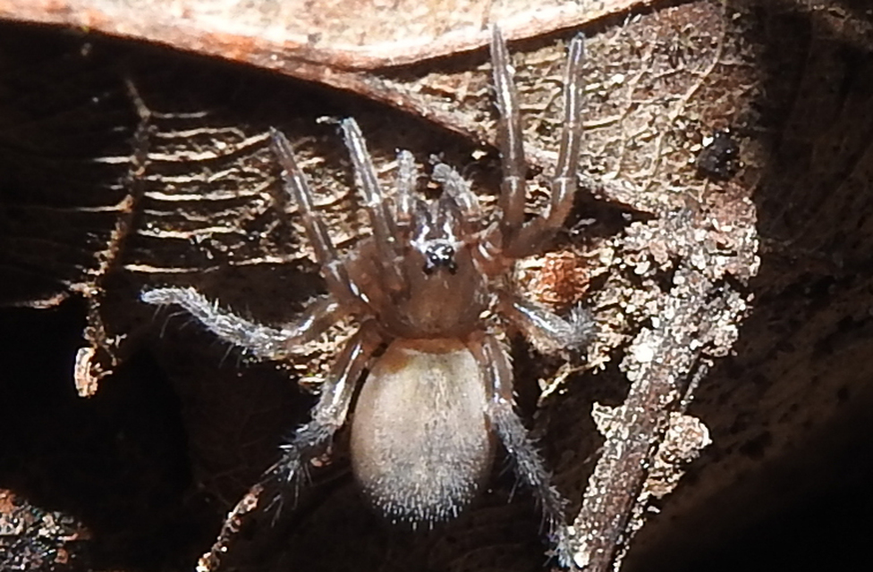 Arctosa lutetiana