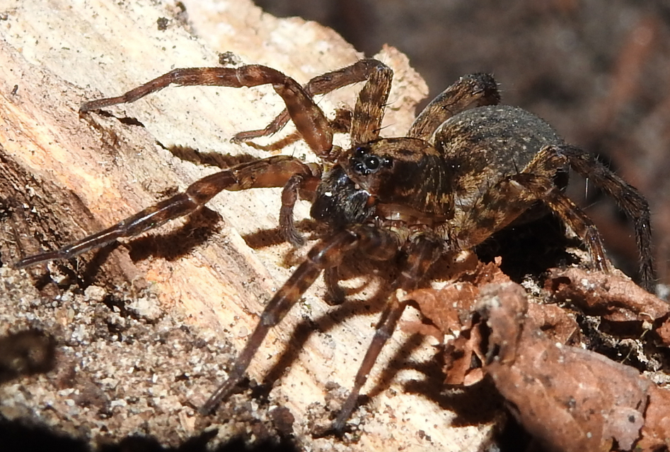 Trochosa