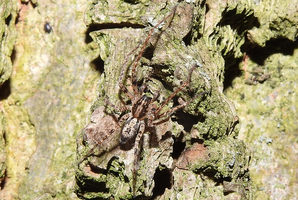 Anyphaena accentuata - jegyespók