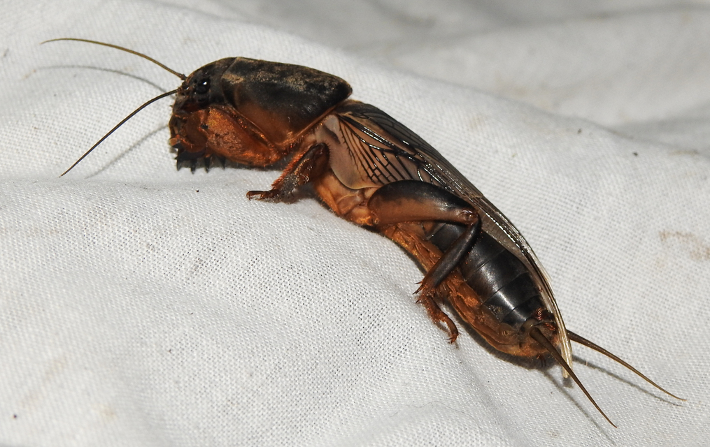 Gryllotalpa