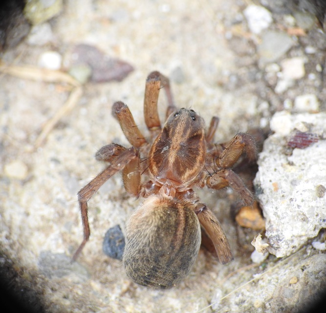 Trochosa