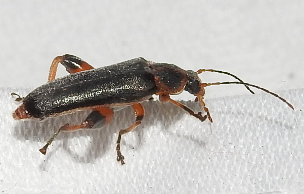 Osphya bipunctata - kétalakú komorka