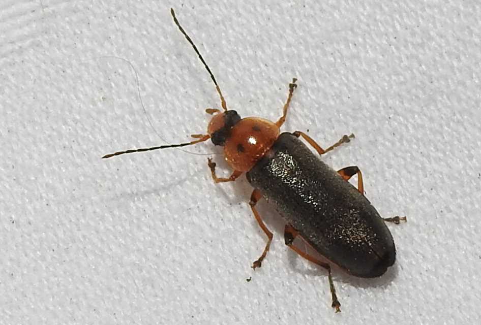 Osphya bipunctata - kétalakú komorka