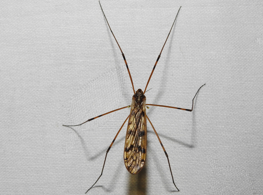 Limonia hercegovinae