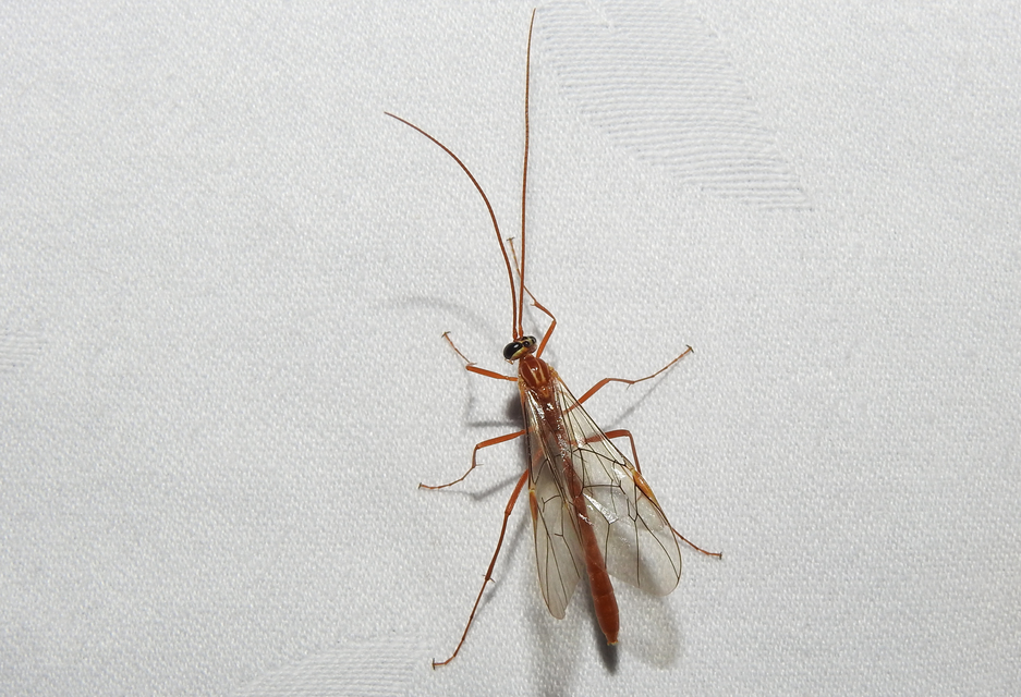 Ophion obscuratus