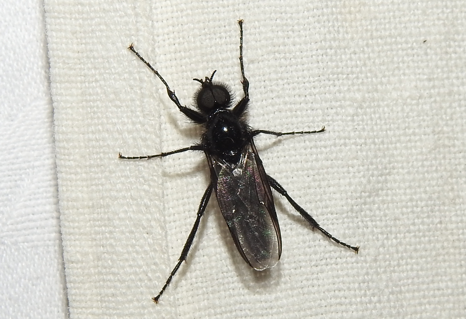 Bibionidae - bársonylegyek