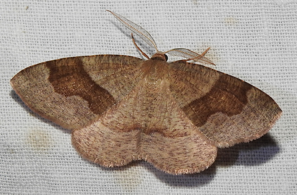 Plagodis pulveraria - szemcsés araszoló
