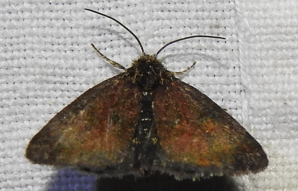 Panemeria tenebrata - apró sárgabagoly
