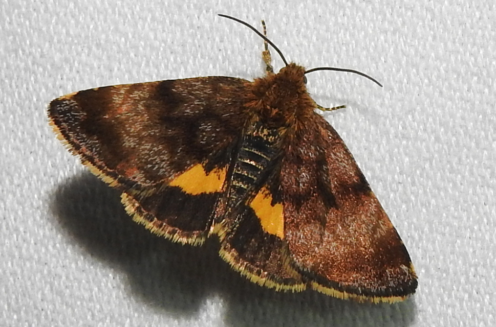 Panemeria tenebrata - apró sárgabagoly