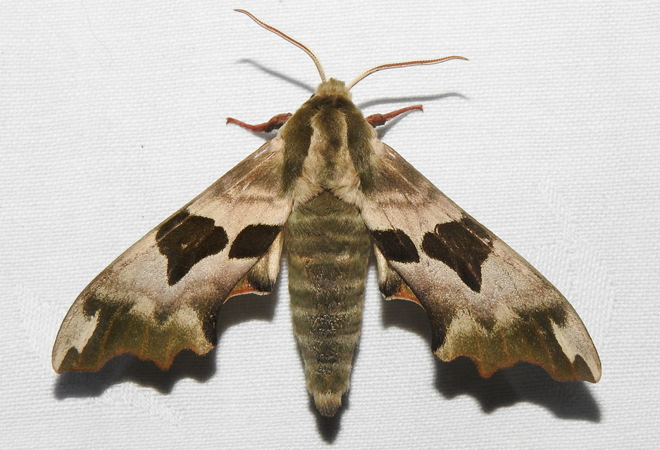 Mimas tiliae - hársfaszender