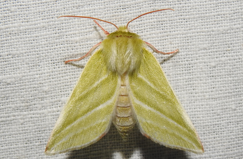 Pseudoips prasinana - bükkfa-zöldbagoly