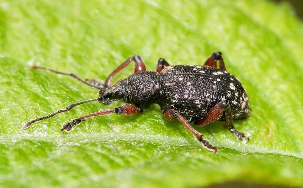 Dodecastichus