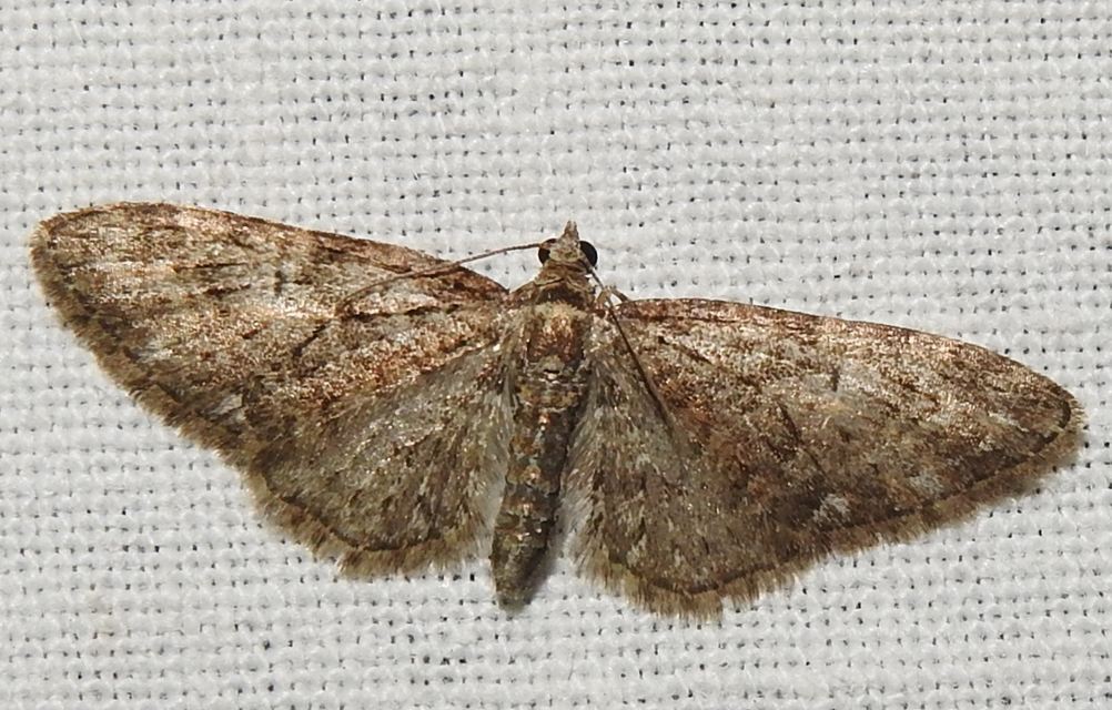 Eupithecia abbreviata - korai törpearaszoló