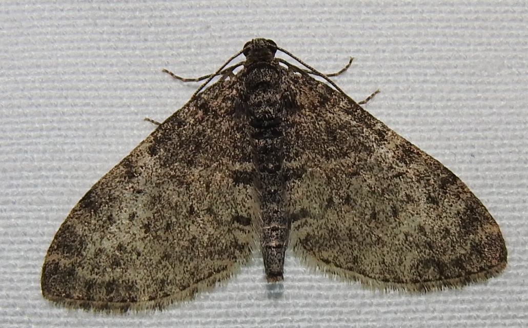 Lobophora halterata - szárnyfüggelékes araszoló