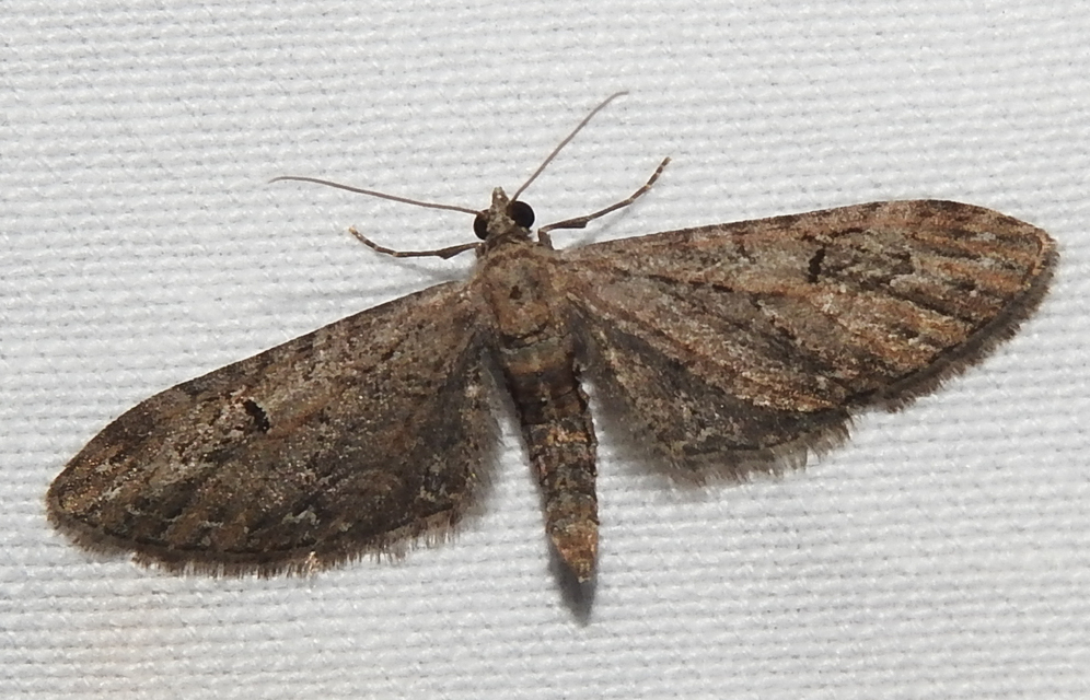 Eupithecia innotata - hegyesszárnyú törpearaszoló