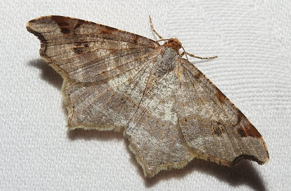 Macaria alternata - közönséges szürkearaszoló